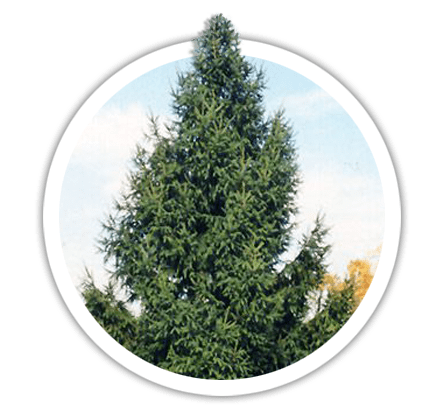 Ель обыкновенная / европейская Picea abies